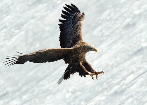 Adult White-tailed eagle landed. Ice natural background. Scientific name: Haliaeetus albicilla, also known as the ern, erne, gray eagle, Eurasian sea eagle and white-tailed sea-eagle.