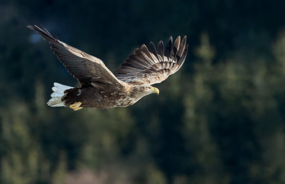 Adult White-tailed eagle in flight. Mountain background. Scientific name: Haliaeetus albicilla, also known as the ern, erne, gray eagle, Eurasian sea eagle and white-tailed sea-eagle. Natural Habitat.