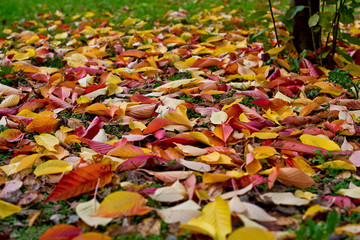 Fallen autumn leaves