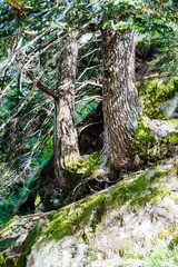 two cedar trees grown on top of a large boulder in the forest in the mountains