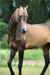 portrait of  purebred akhalteke stallion at forest background