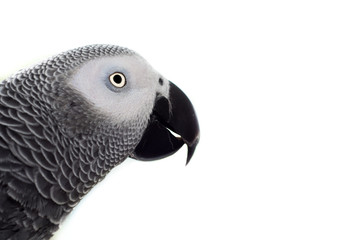 African Grey Parrot