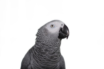 African Grey Parrot