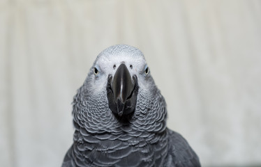 African Grey Parrot