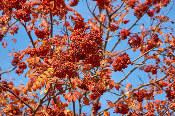 Rowan autumn fruits in the park