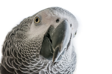 Naklejka premium African Grey Parrot