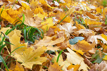 yellow and orange autumn leaves in the park