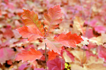 yellow and orange autumn leaves in the park