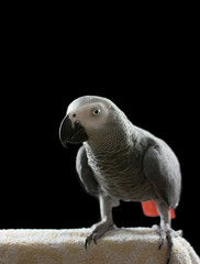 African Grey Parrot