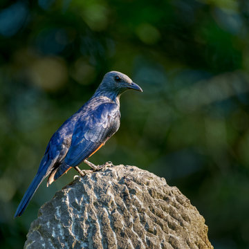 Red Winged Starling