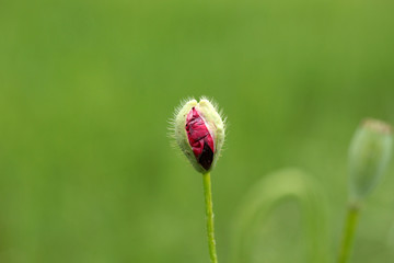 Corn Poppy Flower Bud
