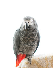 African Grey Parrot