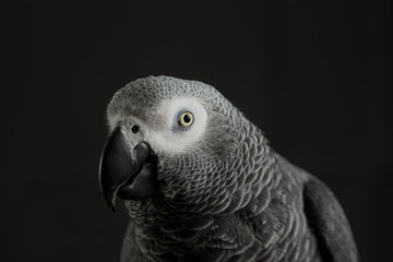 African Grey Parrot