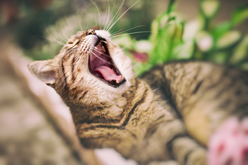 adult cat after break yawning
