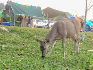 deer finding some food near camping site and Meadow