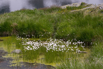 Wollgras im Bergsee
