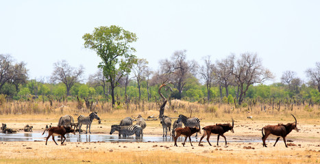 Panorama of a busy waterhole in Hwange National Park with zebra, sable antelope and baboons - Makololo plains - Zimbabwe.  Heat Haze is visible