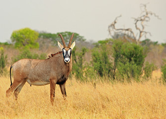 Roan Antelope - Hippotragus equinus - standing looking diretly into camera, with a natural bushveld background in Hwange National Park, Zimbabwe