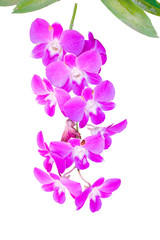 Fototapeta na wymiar Isolated violet orchid on the white background with clipping path.