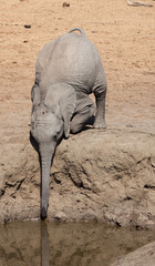baby elephant at waterhole