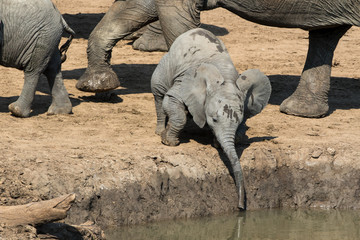 baby elephant at waterhole