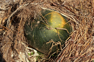 organic, fresh pumpkin in the garden