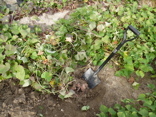 Sweet potatoes and the shovel