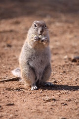 ground squirrel