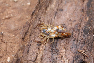 scorpion with babies