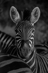 portrait of a zebra