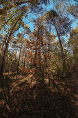 Buntes Herbstlaub die farben der Natur