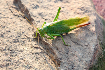 grashüpfer, insecta, green, makro, natur, heuschrecke, tier, badgered, cricket, isoliert, gras, hopper, close up, weiß, pests, insecta, antenne, close up, springen, bein, blatt, wild lebende tiere, de