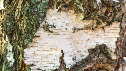 Close up of birch bark surface texture.
