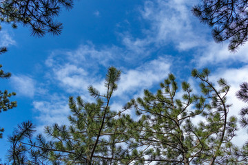 Looking up at the sky, around pine trees