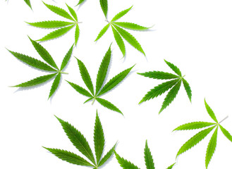 Green cannabis leaves, marijuana on white background. Hemp, ganja leaf. Top view, image wallpaper...