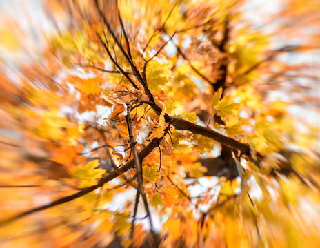 treetop maple with yellow leaves, blur