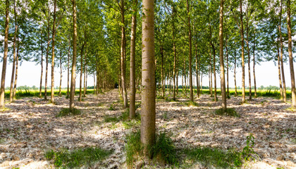 Rows of grown poplar trees