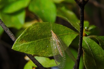 クサカゲロウの成虫
