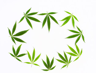 Green cannabis leaves, marijuana on white background. Hemp, ganja leaf. Top view, image wallpaper...