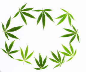 Green cannabis leaves, marijuana on white background. Hemp, ganja leaf. Top view, image wallpaper...