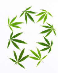 Green hemp leaf, marijuana on white background. Therapeutic and medicinal cannabis. Dense...