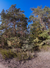 Waldspaziergang im Herbst