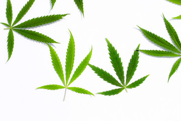 Green cannabis leaves, marijuana on white background. Hemp, ganja leaf. Top view, image wallpaper...