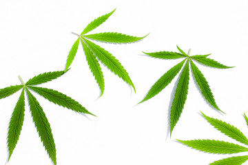 Green cannabis leaves, marijuana on white background. Hemp, ganja leaf. Top view, image wallpaper...