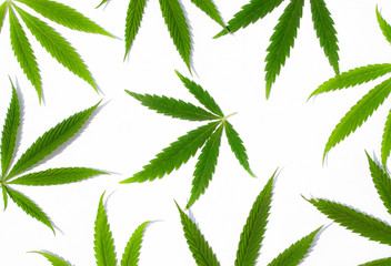 Green hemp leaf, marijuana on white background. Therapeutic and medicinal cannabis. Dense...