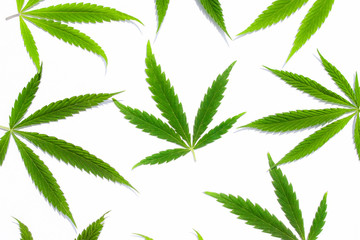 Green cannabis leaves, marijuana on white background. Hemp, ganja leaf. Top view, image wallpaper...