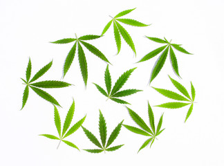 Green cannabis leaves, marijuana on white background. Hemp, ganja leaf. Top view, image wallpaper...