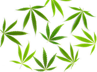Green cannabis leaves, marijuana on white background. Hemp, ganja leaf. Top view, image wallpaper...
