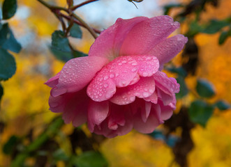 Fototapeta na wymiar pink flower in the garden 