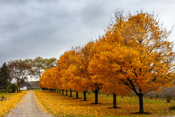 Gorgeous Lane